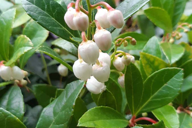 Gaultheria procumbens