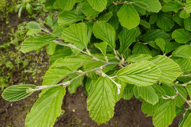 Hamamelis intermedia blad