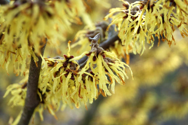 Hamamelis intermedia 'Arnold Promise' bloem