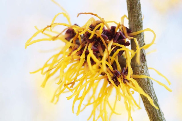 Hamamelis intermedia 'Pallida' bloem
