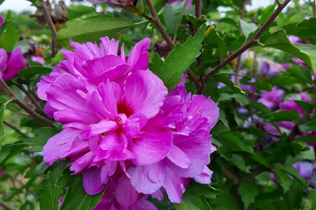 Hibiscus syriacus 'Ardens' bloem
