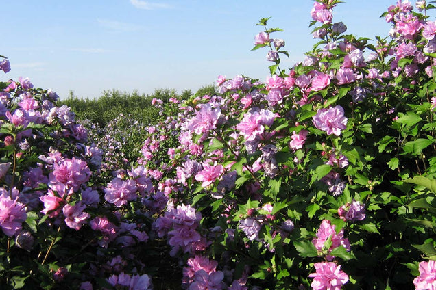 Hibiscus syriacus 'Duc de Brabant'