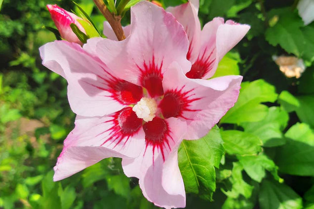 Hibiscus syriacus 'Mathilde' bloem