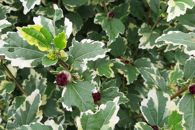 Hibiscus syriacus 'Purpureus Variegatus'