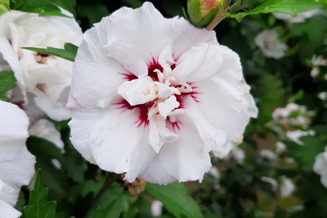 Hibiscus syriacus 'Speciosus'