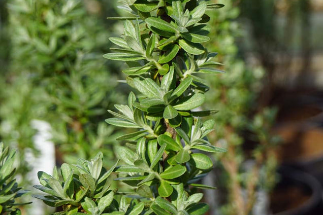 Hippophae rhamnoides 'Hikul'