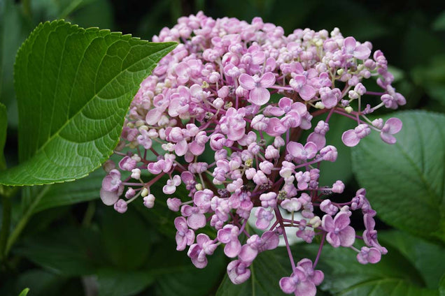 Hydrangea macrophylla 'Ayesha' bloesem