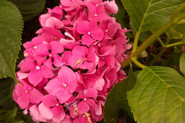 Hydrangea macrophylla 'Leuchtfeuer'