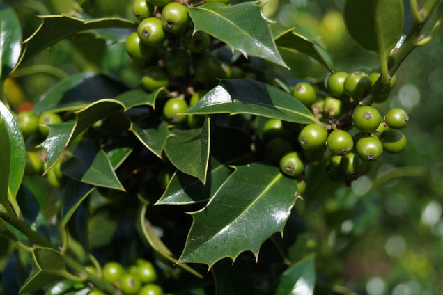 Ilex aquifolium 'Alaska'
