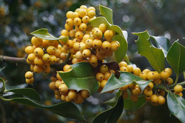 Ilex aquifolium 'Bacciflava' bes