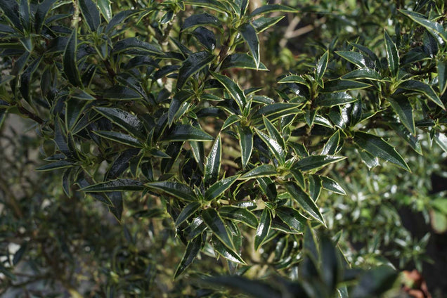 Ilex aquifolium 'Myrtifolia'