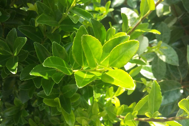 Ilex maximowicziana kanehirae