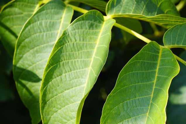 Juglans regia blad