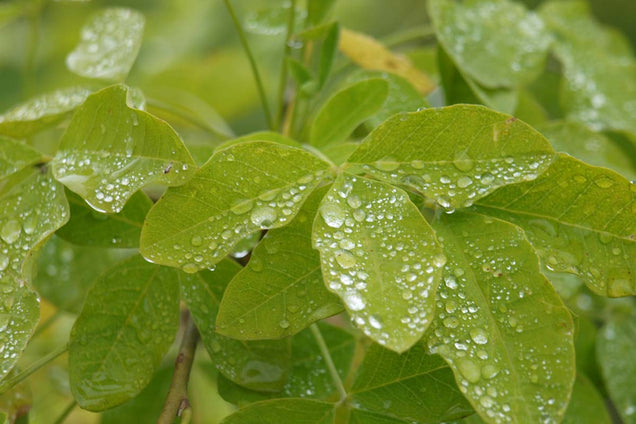 Laburnocytisus adamii