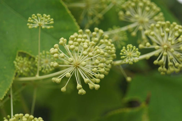 Kalopanax septemlobus bloem