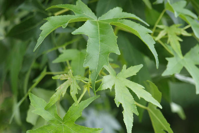 Liquidambar styraciflua 'Parasol' blad