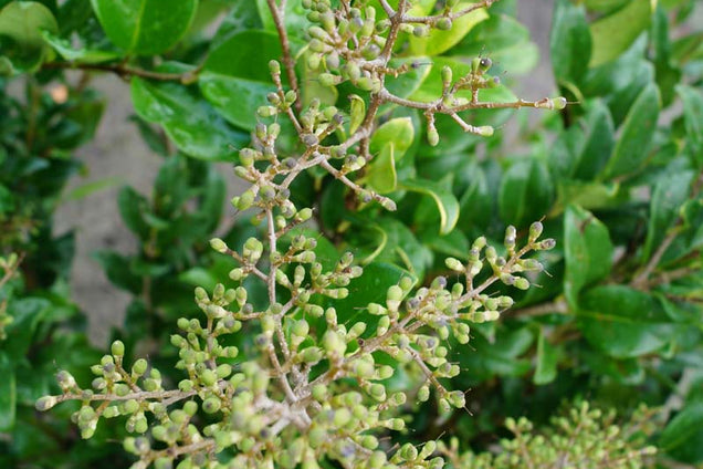 Ligustrum japonicum 'Texanum'