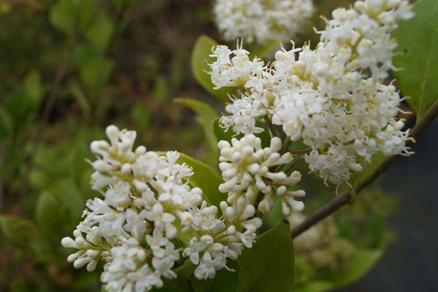 Ligustrum lucidum