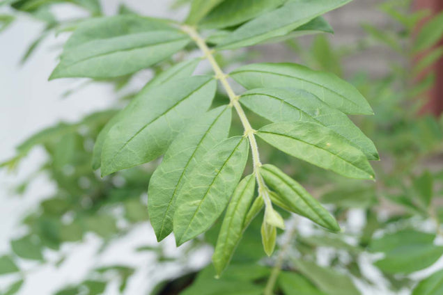 Ligustrum obtusifolium regelianum blad