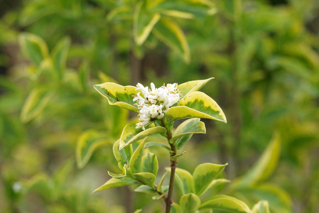 Ligustrum ovalifolium 'Aureum'
