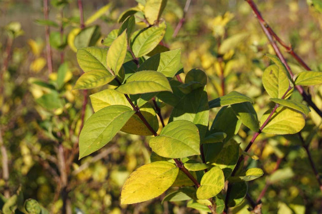 Lonicera fragrantissima