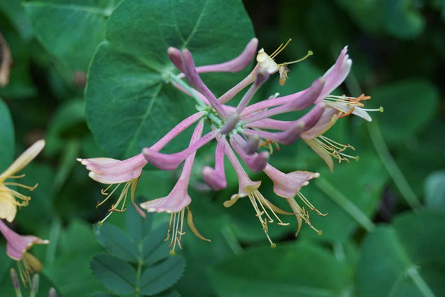 Lonicera heckrottii 'American Beauty'