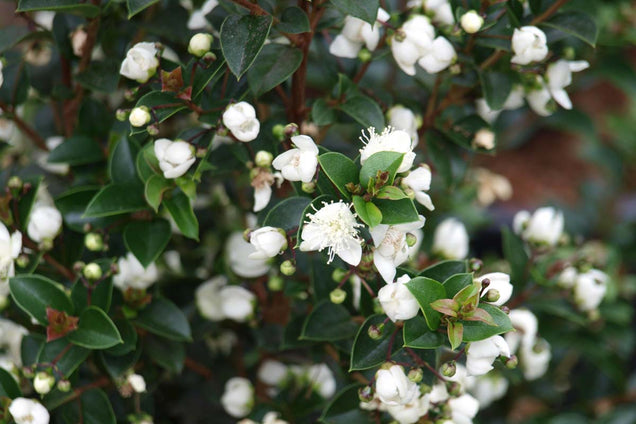 Luma apiculata