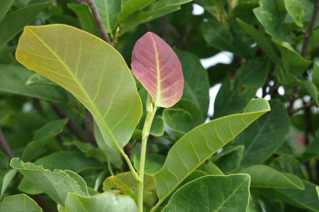 Magnolia cylindrica