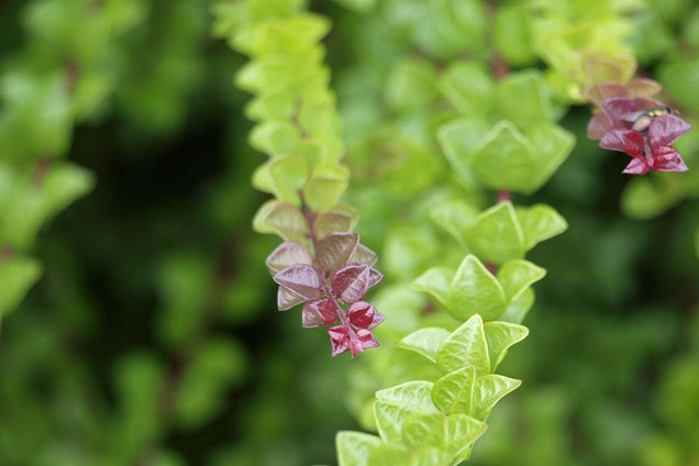 Lonicera nitida 'Red Tips'