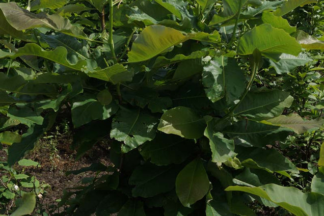 Magnolia officinalis