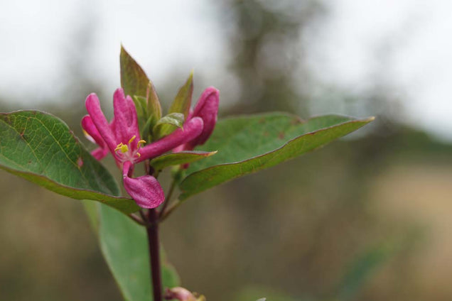 Lonicera tatarica 'Arnold Red'