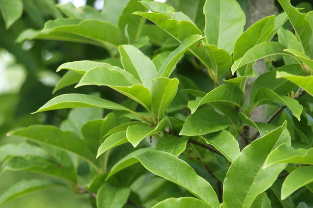 Magnolia proctoriana