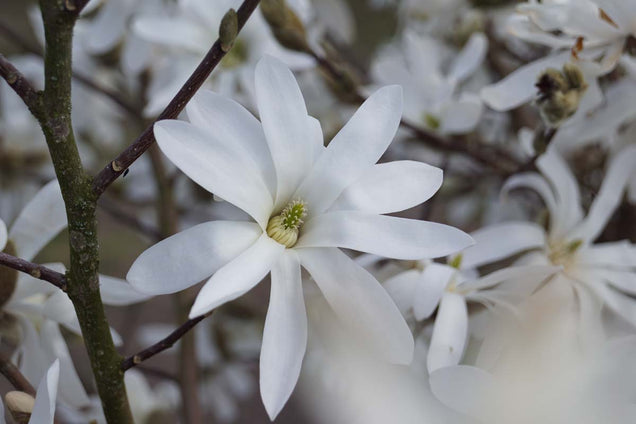 Magnolia stellata bloem