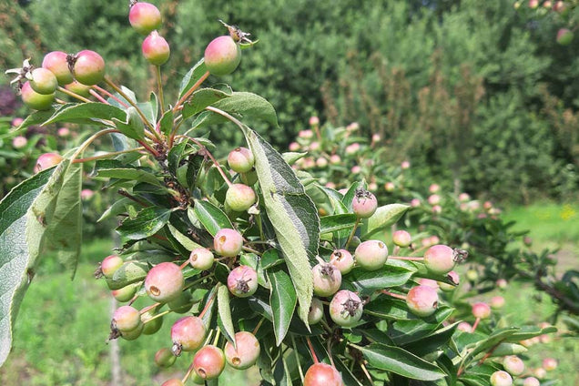Malus 'Adirondack'