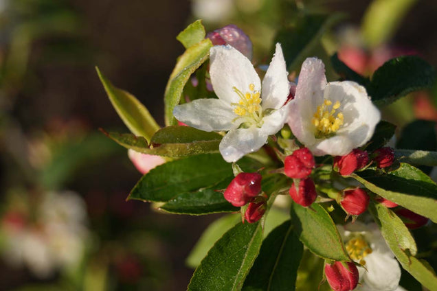Malus baccata 'Akso' bloem