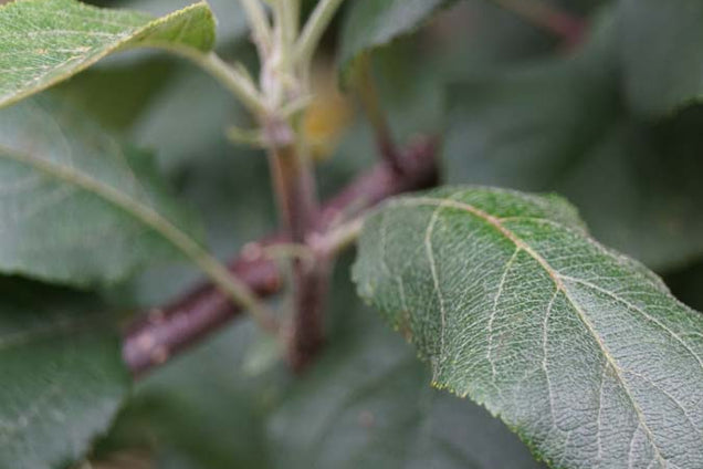 Malus sylvestris blad