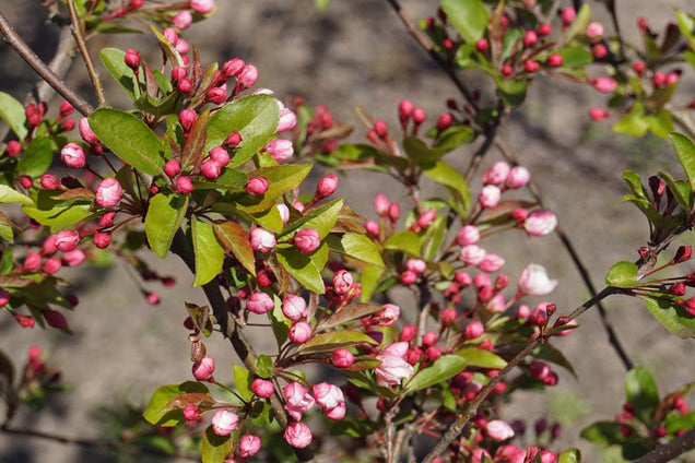 Malus 'Winter Gold'