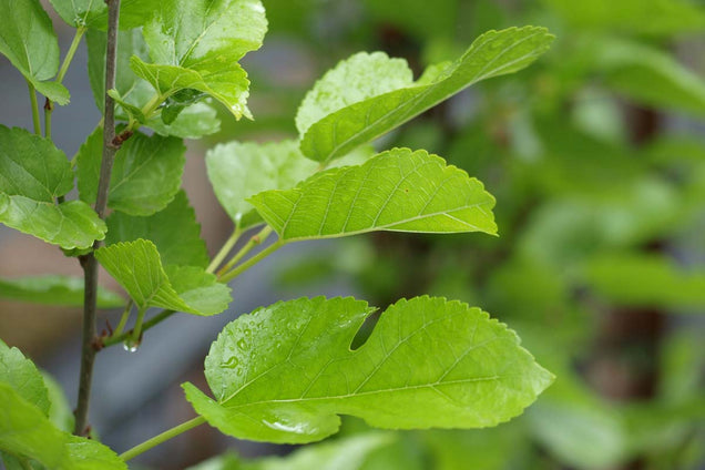 Morus alba 'Pyramidalis'