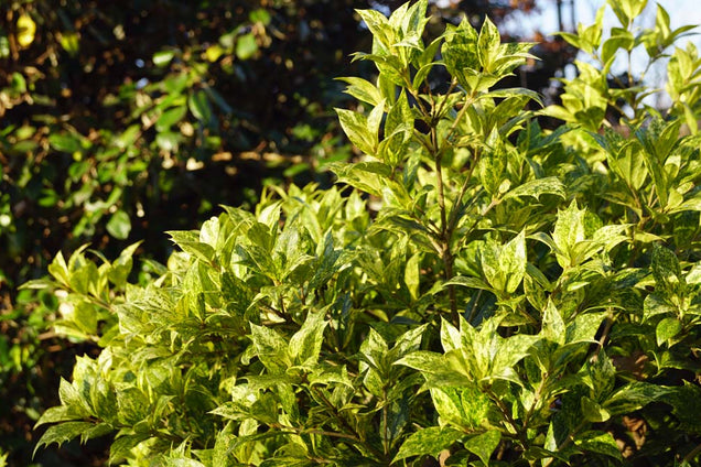 Osmanthus heterophyllus 'Aureomarginatus' blad