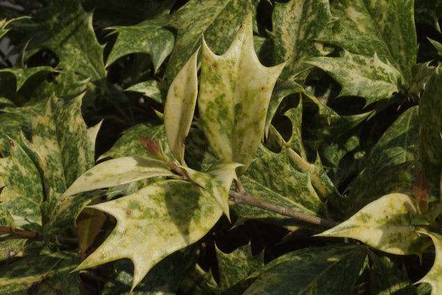 Osmanthus heterophyllus 'Goshiki' blad