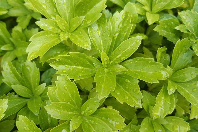 Pachysandra terminalis 'Green Carpet' blad