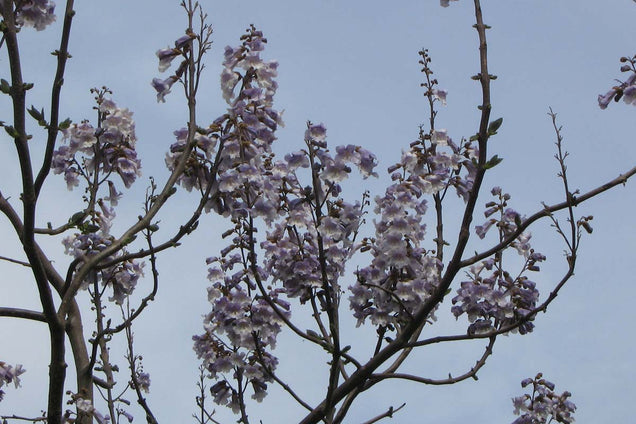 Paulownia fortunei