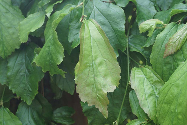 Parrotia persica 'Pendula' blad