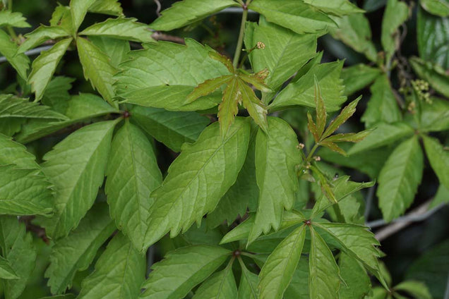 Parthenocissus quinquefolia blad