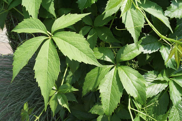 Parthenocissus quinquefolia engelmannii