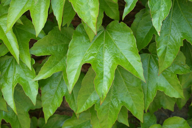Parthenocissus tricuspidata