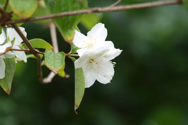 Philadelphus coronarius