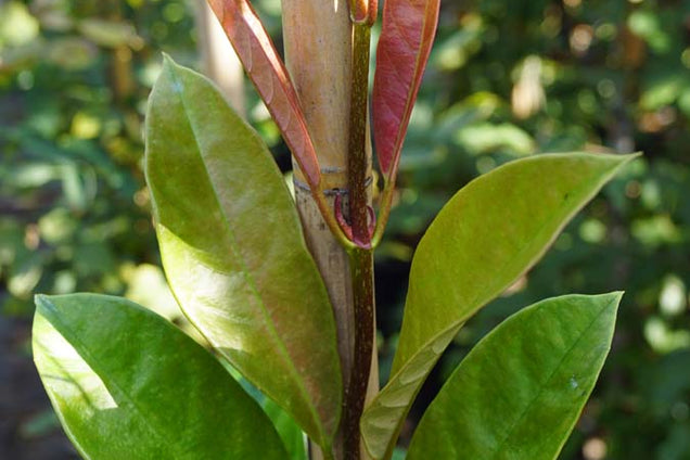 Pileostegia viburnoides