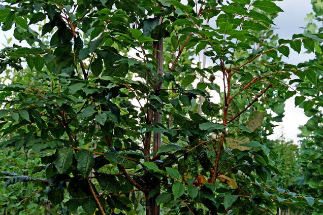 Picrasma quassioides stam