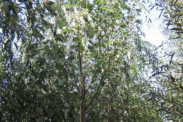 Populus alba 'Raket'